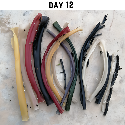 A collection of colorful rice straws in various shades, laid out on a light surface, showcasing their condition on day 12 of biodegradation.