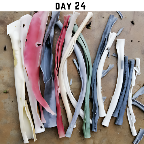 Various rice straw samples of different colors and sizes laid out on a surface, labeled 'DAY 24' at the top.