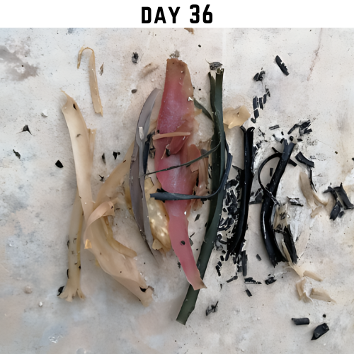 Various colors and textures of decomposing rice straw on a surface, labeled 'Day 36' to indicate the duration of biodegradation.