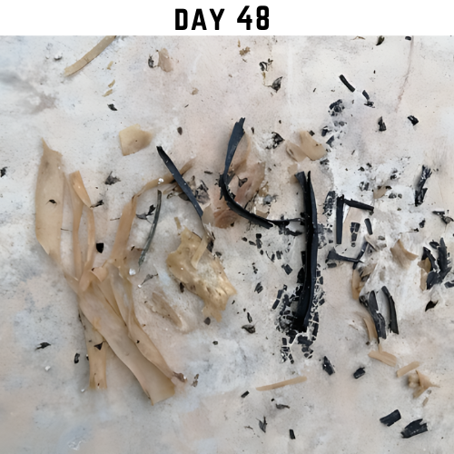 Close-up of partially decomposed rice straw on a surface, showcasing its biodegradation process on day 48.