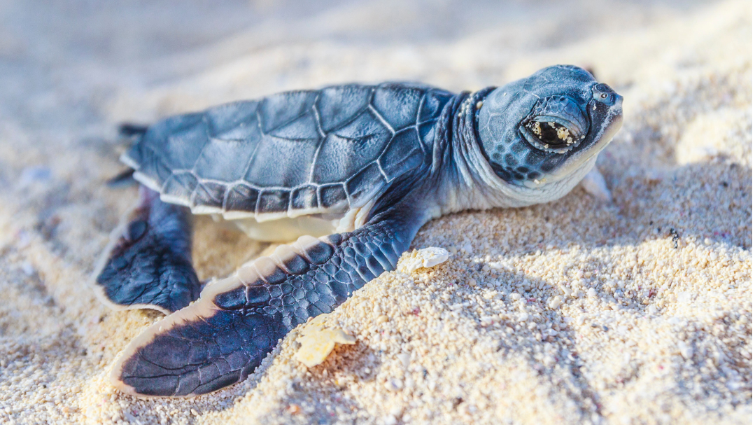 A baby sea turtle resting on sandy beach, symbolizing marine life and environmental conservation.